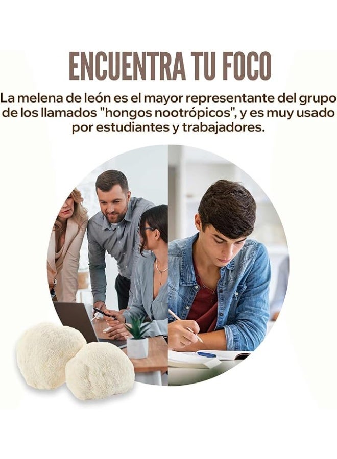 أتش أس أن فطر عرف الأسد من إتش إس إن، 4500 ملغ من فطر هيريسيوم (50% عديد السكريات) | 120 كبسولة نباتية | مستخلص عرف الأسد بتركيز أعلى 15 مرة | غير معدل وراثيًا، نباتي، خالٍ من الغلوتين - Image 3